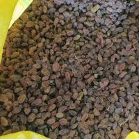 کشمش آفتابی