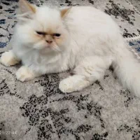 گربه پرشین|گربه|خوی, |دیوار