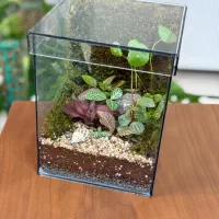 انواع تراریوم های زیبا و لاکچری