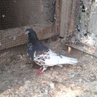 شهری ماده|پرنده|آبپخش, |دیوار