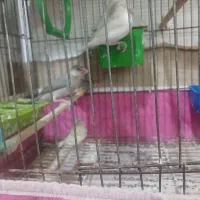 مرغ‌ عشق‌ وفنچ‌ نرگسی‌