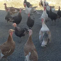 بوقلمون نر و ماده فروشی|حیوانات مزرعه|دهگلان, |دیوار