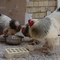 تخم نطفه دار مرندی وبرهما لایت|حیوانات مزرعه|خمینی‌شهر, |دیوار