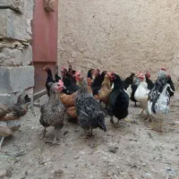 مرغ و خروس