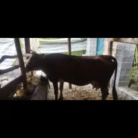 گاو شیری 25کیلو شیر