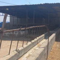 اجاره دامداری