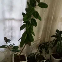 گل فیل گوش|گل و گیاه طبیعی|شاهین دژ, |دیوار