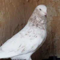 کبوتر گلوپی