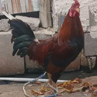 باسلام یک عدد خروس جوان سالم وسرحال