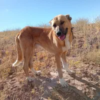 سگ... معاوضه|سگ|خواجه, |دیوار