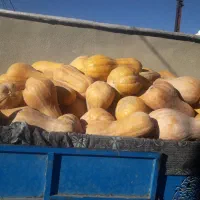 کوله که محلی درجه یک|خوردنی و آشامیدنی|بانه, |دیوار