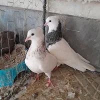 نرماده طوقی معاوضه با پلاکی