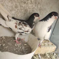 کبوتر یال و افشون