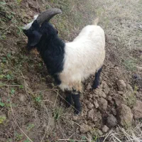 بزغاله فروشی