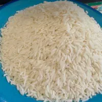 ۲۰ کیلوبرنج طارم هاشمی مازندران