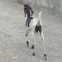 بز پاکستانی جنس