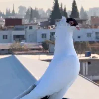 کبوتر|پرنده|پاتاوه, |دیوار