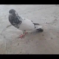 کبوتر