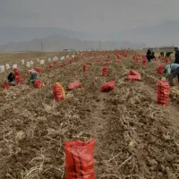 سرکارگر کارهای کشاورزی