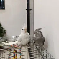 عروس هلندی نر ماده