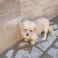 سگ پیکینیز ماده