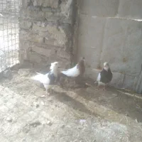 رنگه طوقی و سینه