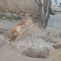 مادهسرابییکسالنیمفروشی|سگ|قوچان, |دیوار