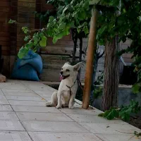 سگ اشپیتز معاوضه با ژرمن یا پیتبول یا با گوسفند