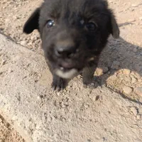 سگ قدرجانی|سگ|شوشتر, |دیوار