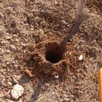 سمپاشی چال کود تیلر هرس|خدمات باغبانی و درختکاری|سنندج, |دیوار