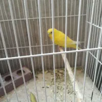 فروش فوری مرغ عشق|پرنده|دوگنبدان, |دیوار