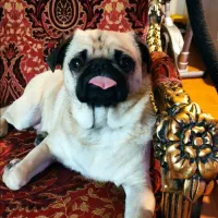 واگذاری سگ پاگ