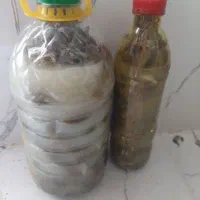 خیار شور روستای آبسرده بروجرد