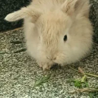 خرگوش لوپی|موش و خرگوش|مهاباد (آذربایجان غربی), |دیوار