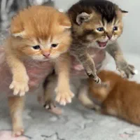 بیرتیش گلد و بلک گلد