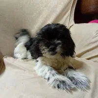 توله سگ شش ماهه