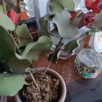 مجسمه و قاب و گلدان و اشیای تزیینی|مجسمه، تندیس، ماکت|تهران, پاسداران|دیوار