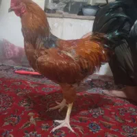خروس