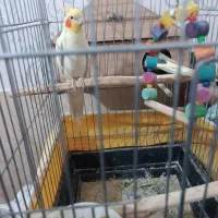 عروس هلندی|پرنده|بهارستان, |دیوار