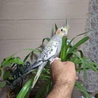 عروس هلندی و گرینجیک|پرنده|اندیشه, اندیشه فاز ۱|دیوار