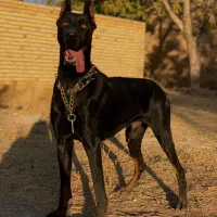 دوبرمن|سگ|تهران, آبشار|دیوار