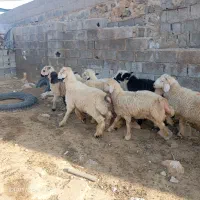 گوشت‌و‌بره‌|حیوانات مزرعه|جم, |دیوار