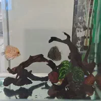 آکواریوم فیلتر سطلی ایهام ۲۲۱۵|ماهی|قروه, |دیوار