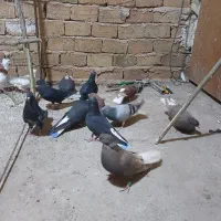 کفتر مایدم