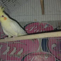 عروس هلندی لوتیونو چش قرمز|پرنده|داران, |دیوار