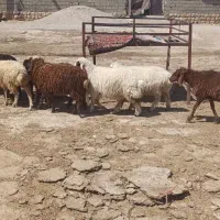 بره|حیوانات مزرعه|کوهدشت, |دیوار