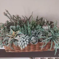 سبد کاکتوس دست ساز|گل مصنوعی|تهران, صادقیه|دیوار