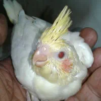 جوجه لبتنو سرلاکی