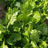 سبزی خوروشتی