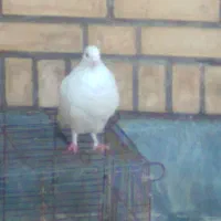 کبوتر فروشی|پرنده|ایذه, |دیوار